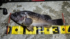 クロソイの釣果