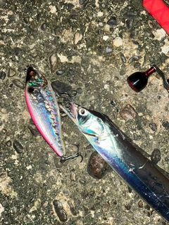 タチウオの釣果