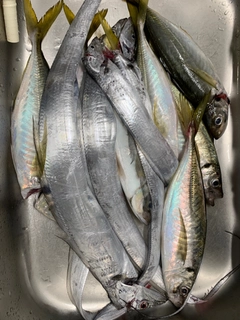 タチウオの釣果
