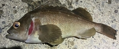 ガヤの釣果