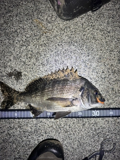 チヌの釣果