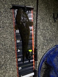 マゴチの釣果