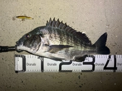 クロダイの釣果