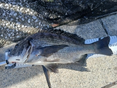 クロダイの釣果