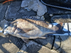 クロダイの釣果
