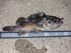 クロソイの釣果