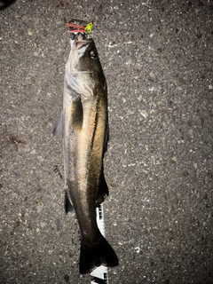スズキの釣果