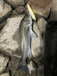 スズキの釣果