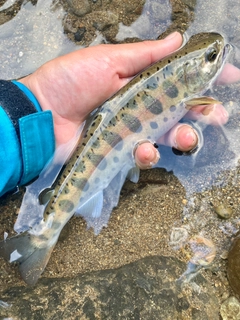 ヤマメの釣果