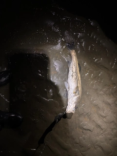 スズキの釣果