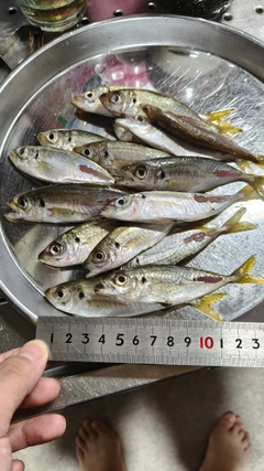 アジの釣果