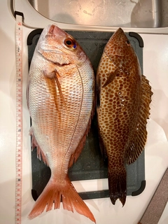 マダイの釣果