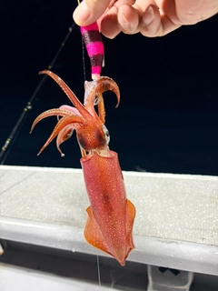 ケンサキイカの釣果