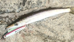 カマスの釣果