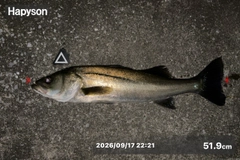 シーバスの釣果