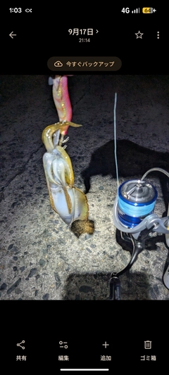 アオリイカの釣果