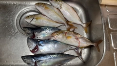 スマガツオの釣果