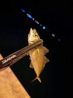 マアジの釣果