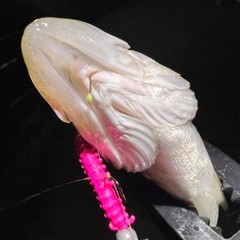 セイゴ（タイリクスズキ）の釣果