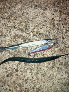 サヨリの釣果