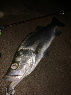 ヒラスズキの釣果