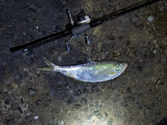 ヒラの釣果