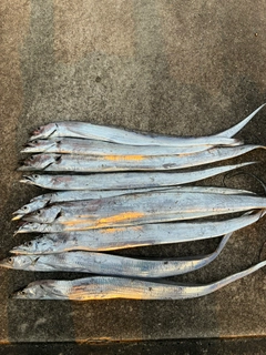 タチウオの釣果