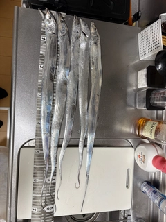 タチウオの釣果
