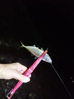 マアジの釣果