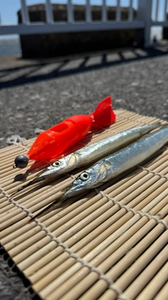 サヨリの釣果