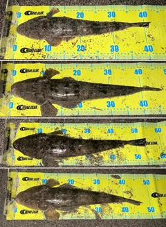 マゴチの釣果