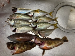 アジの釣果