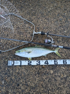 フクラギの釣果