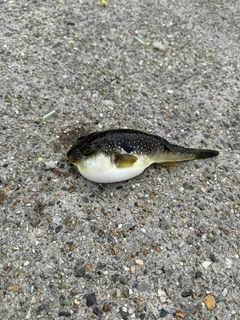 クサフグの釣果
