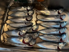マルソウダの釣果