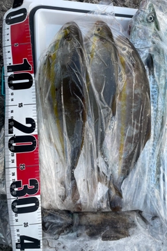 ネリゴの釣果