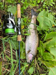 ニジマスの釣果