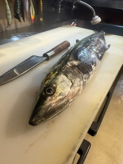 サワラの釣果