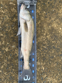 マルスズキの釣果