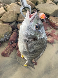 キビレの釣果