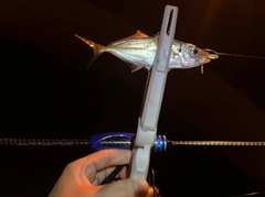 マアジの釣果