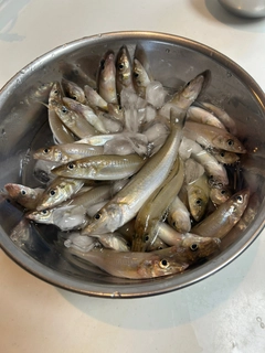 キスの釣果