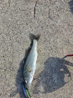 セイゴ（マルスズキ）の釣果