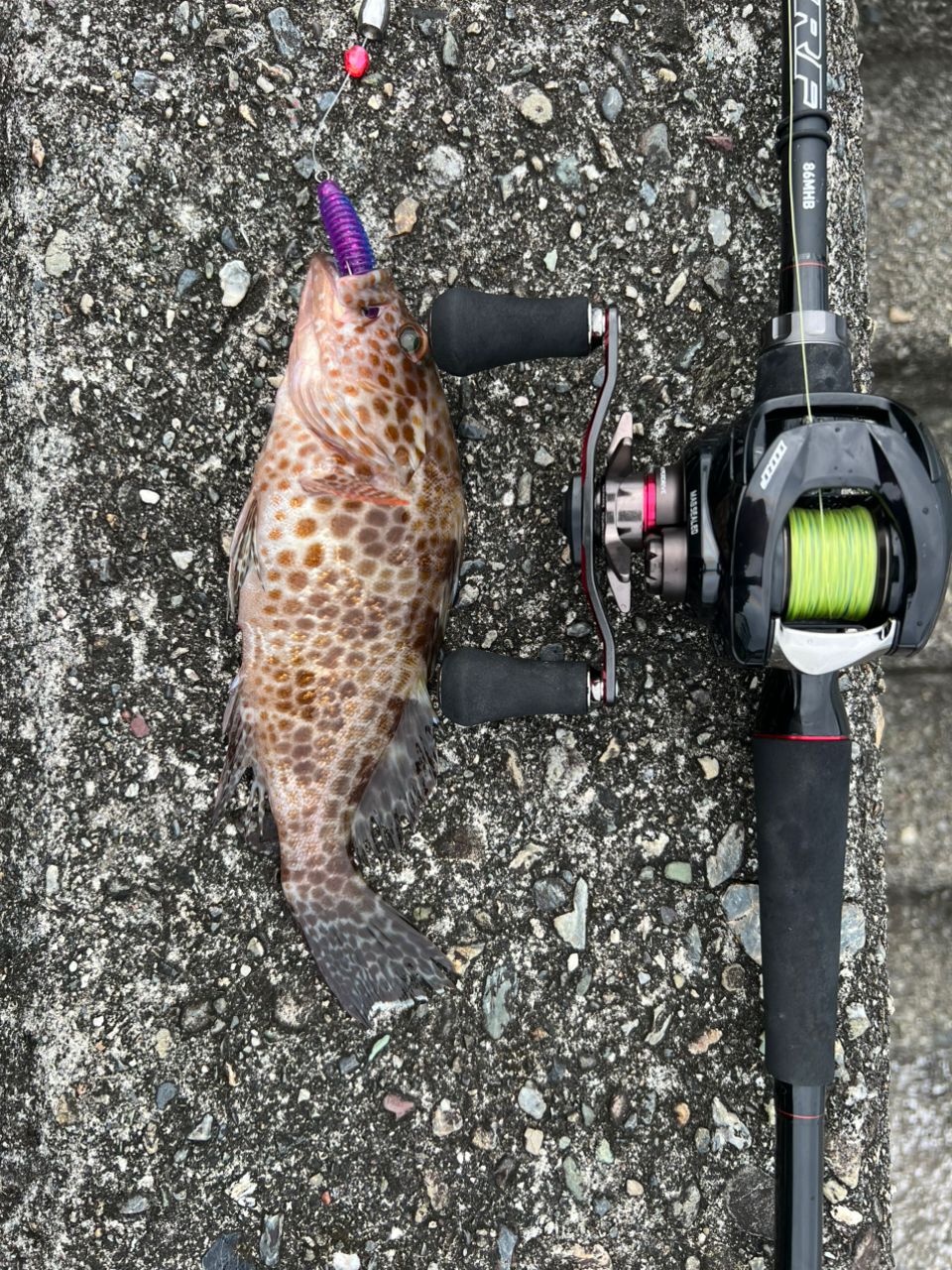 DAIWA 22HRF® (ハードロックフィッシュ) 83MB・Qの最安値・インプレ