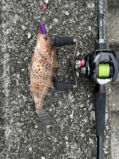 オオモンハタの釣果
