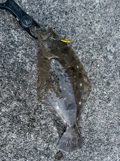 ヒラメの釣果