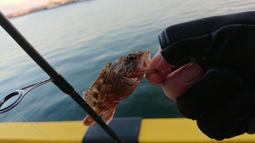 アラカブの釣果