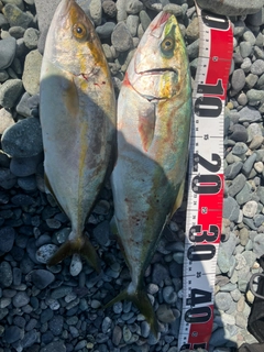 イナダの釣果
