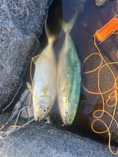 ショッコの釣果