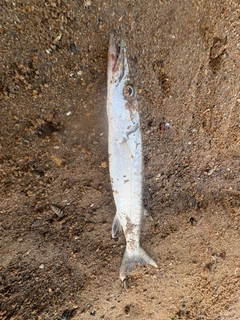 オニカマスの釣果